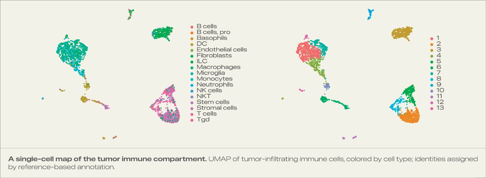 VCL arm UMAP — SingleR cell types and Leiden clusters