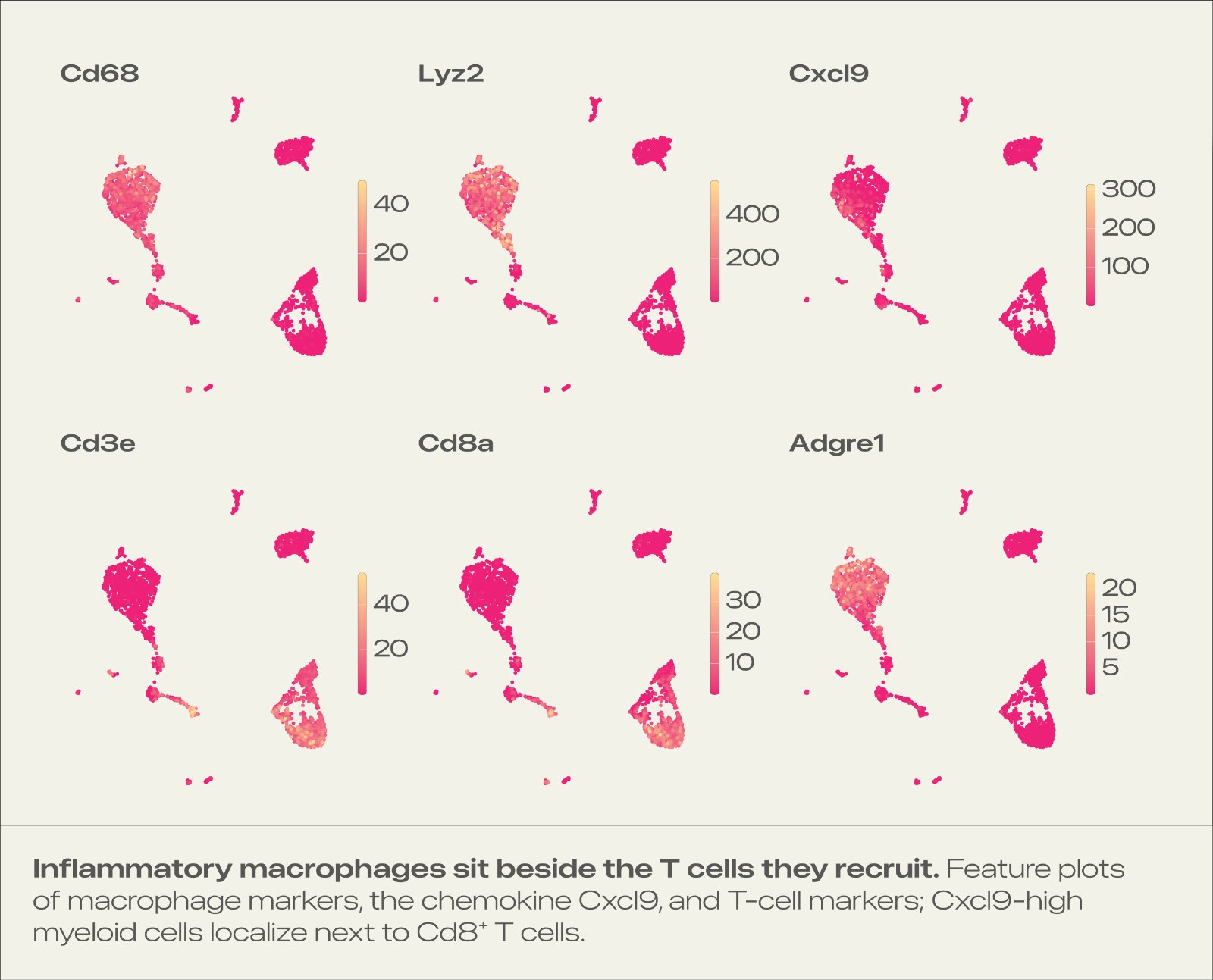 macrophage and T-cell feature plots