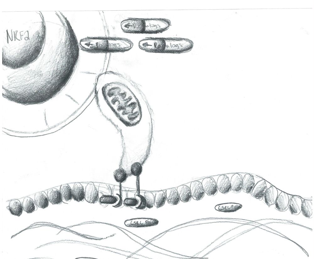 Nrf2 model sketch